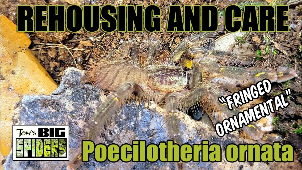 Poecilotheria ornata "Fringed Ornamental" Rehouse and Care