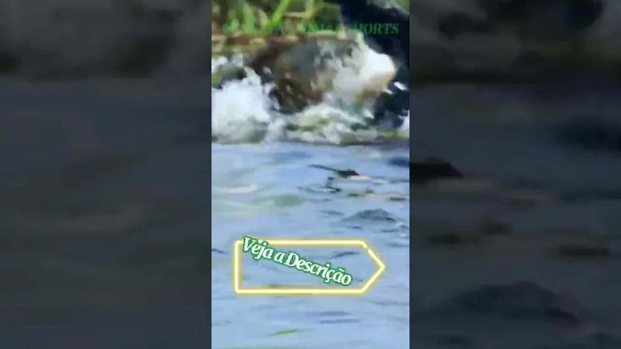 JACARÉ MORDE O LEÃO NA AGUA #shorts #planetaanimalshorts #animals