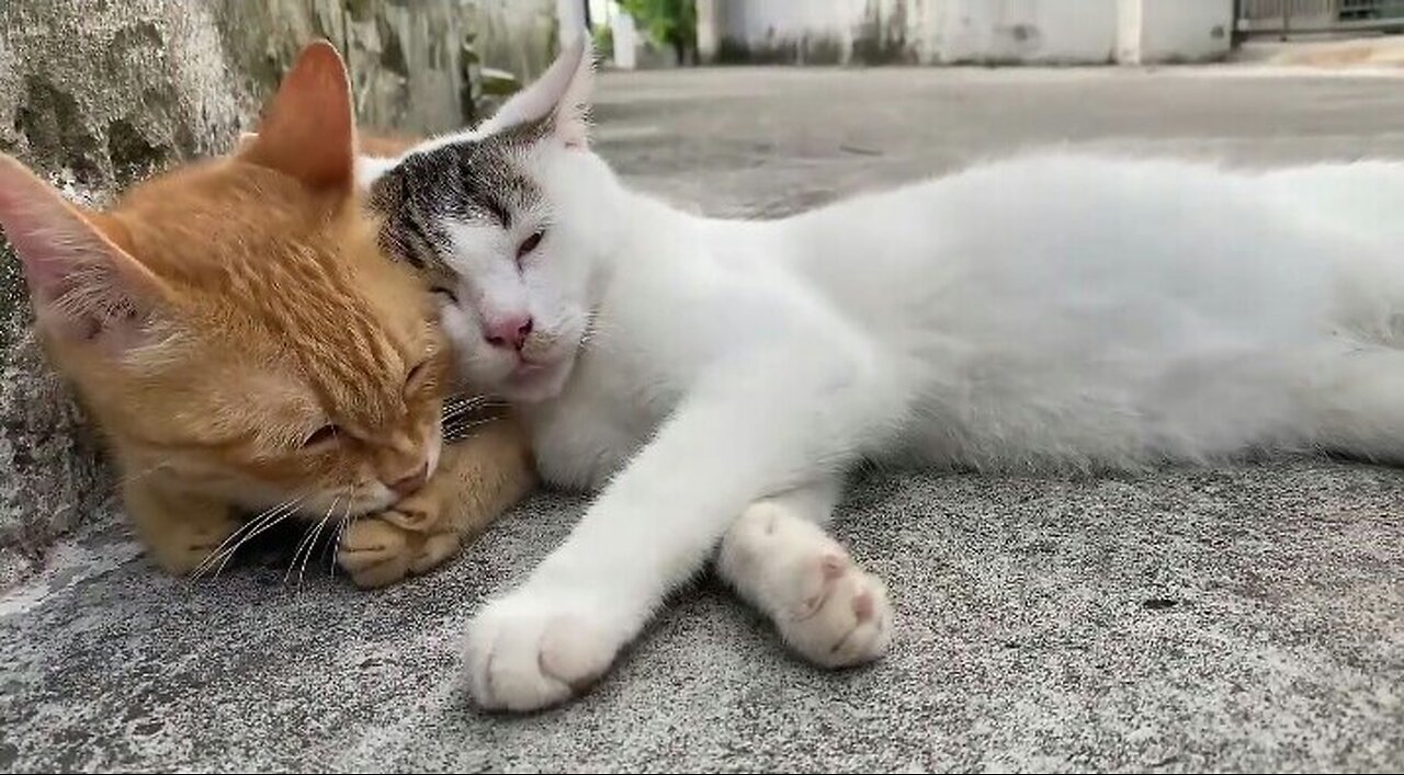 Cute Animals 2023 - Funny Cats and Cute Kittens Playing