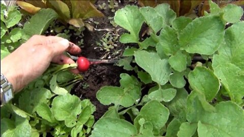 Growing Radish