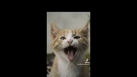 animals Yawning