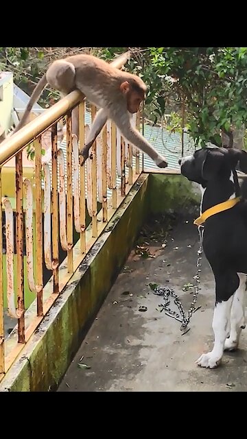 Monkey shook hands with Great Dane and instantly made him a lifelong friend