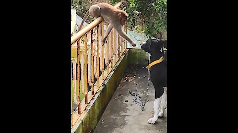Monkey shook hands with Great Dane and instantly made him a lifelong friend 