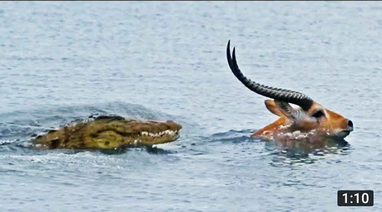 Buck Swims for its Life from Crocodile