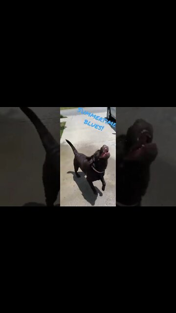 #Labrador ate his #pool so we swim like this now. #Summertime #Shorts #shortsvideo #shortsfeed