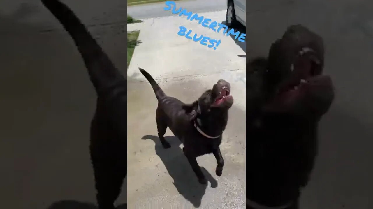 #Labrador ate his #pool so we swim like this now. #Summertime #Shorts #shortsvideo #shortsfeed