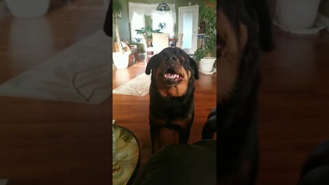Rottweiler Trying To Sneak A Treat#Shorts #rottweiler😄💖💜💛