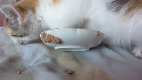 Cute kitten First solid Food kitten video