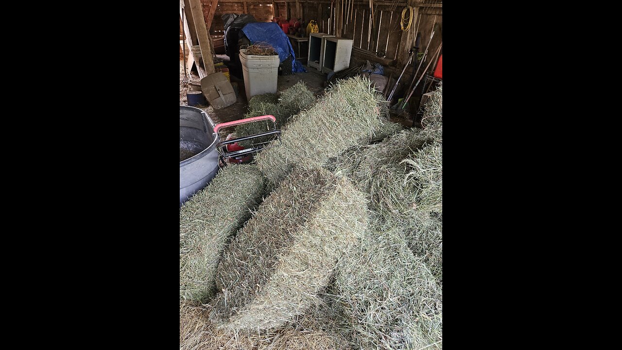 A Dangerous grass in your hay?😲🤷♀️🐴 Spot it BEFORE you buy that hay!
