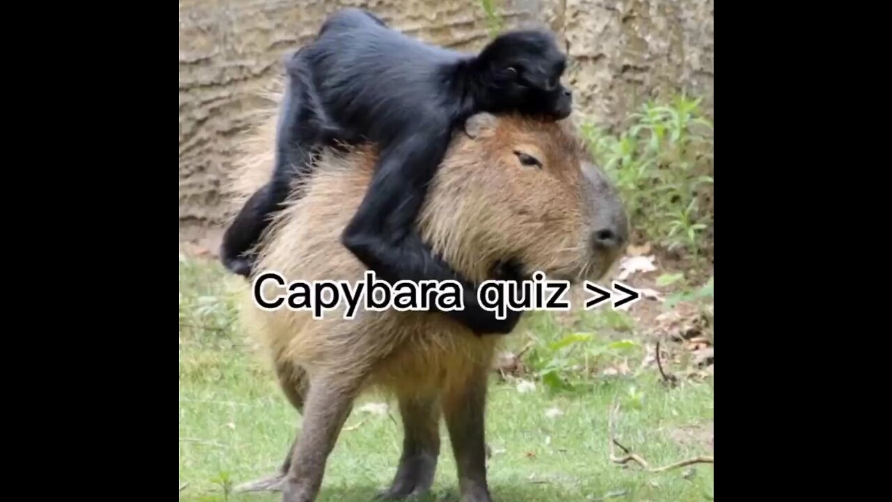 Capybara quiz👨🎓