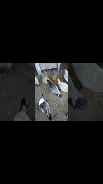 Good morning Rhiannon P2. and Ducks