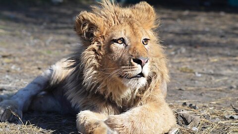 Terrible combat entre un sanglier et une lionne affamée