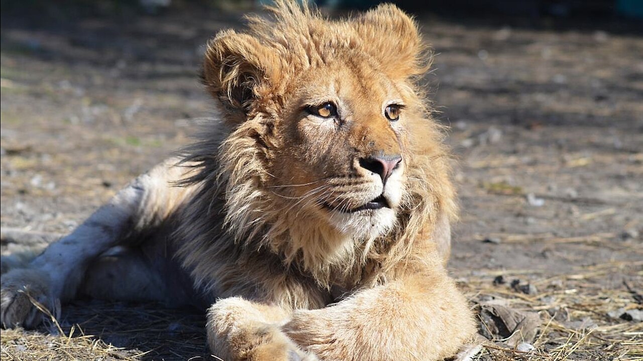 Terrible combat entre un sanglier et une lionne affamée