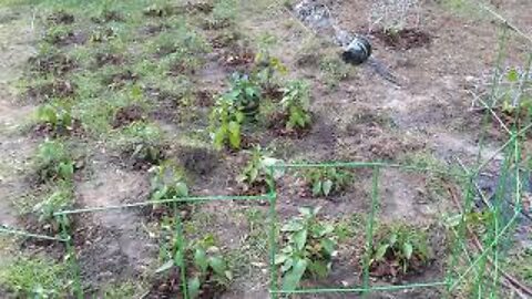 Busy Day Planting 🧑‍🌾🍓🍑🍐🧑‍🌾 Being Prepared & Thinking Out Of Box😇