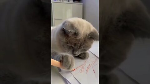 funny cat videos | cute cat videos| cute animals funny cats #shorts #shortsfunny #cutecat #funnycat