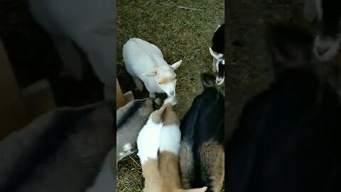 #goodmorning #goats #babygoats #goatkids #farmanimals #cuteanimals #homesteading #homesteadlife