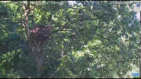 Hays Eagles H12 return in nest tree with H11 2020 06 08 1029am