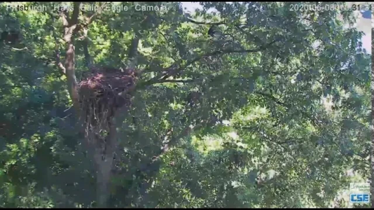 Hays Eagles H12 return in nest tree with H11 2020 06 08 1029am