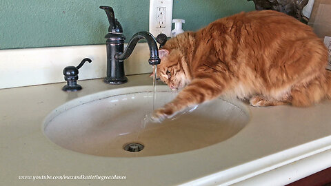 Great Dane Watches As Cat Learns How To Drink From The Tap