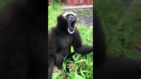 #shorts #memes #short #funnyvideos #haihuoc #vui #animals