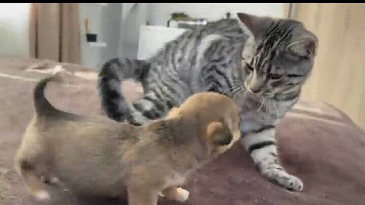 Entertaining Feline Response to Young doggies kitty sees them interestingly