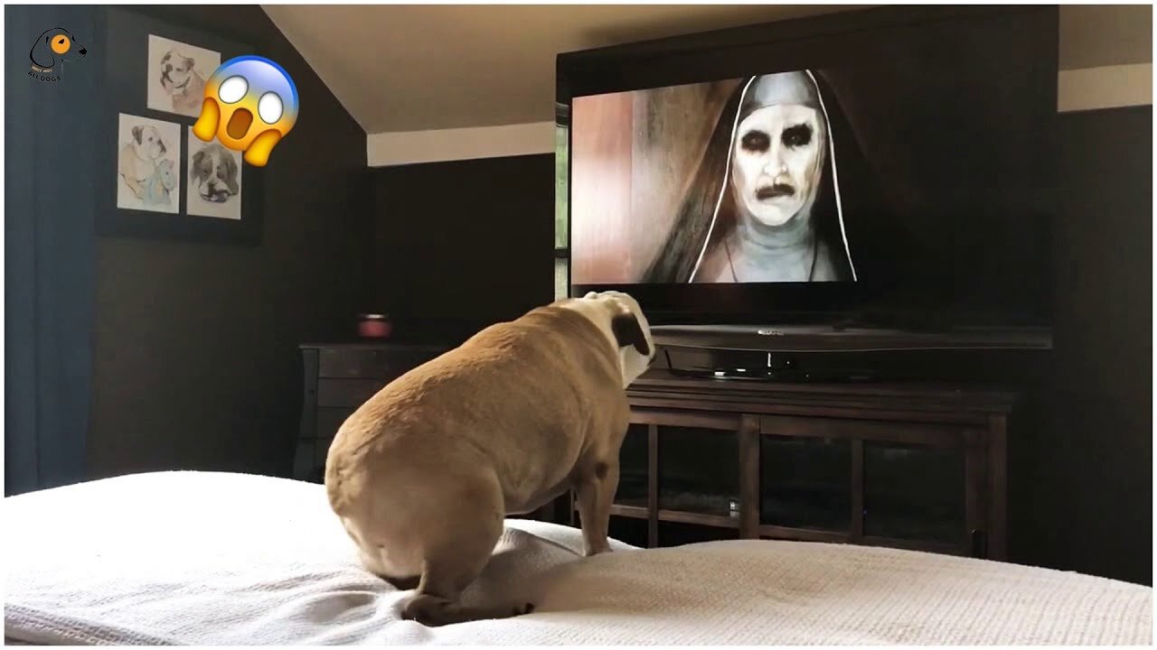 AWW SO FUNNY😂😂 Super Dogs And Cats Reaction Videos (Honest Audio)