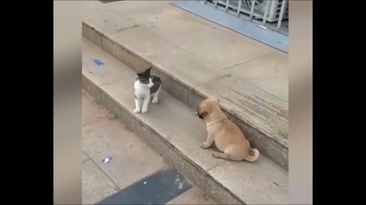 Cat_VS_Dog_Funny_Animal_Videos_