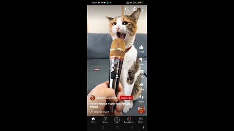 Funny. Cat. Video