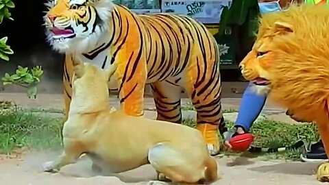 Troll Prank Dog Funny & fake Lion and Fake Tiger Prank To dog & Huge Box Prank to dog