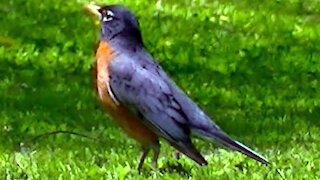 IECV NV #352 - 👀 American Robin Enjoying The Sun And A Few Worms🐦 5-26-2017