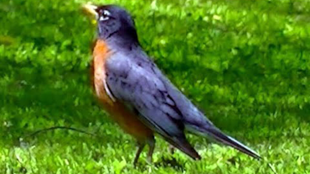 IECV NV #352 - 👀 American Robin Enjoying The Sun And A Few Worms🐦 5-26-2017