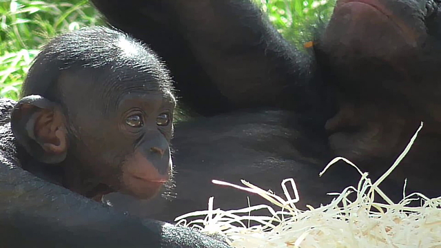 Baby pygmy chimpanzee chills out in the sun