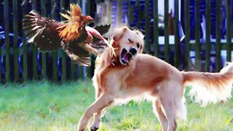 Chicken VS Dog Fight