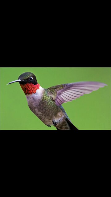 Slow Motion Hummingbird in Action!