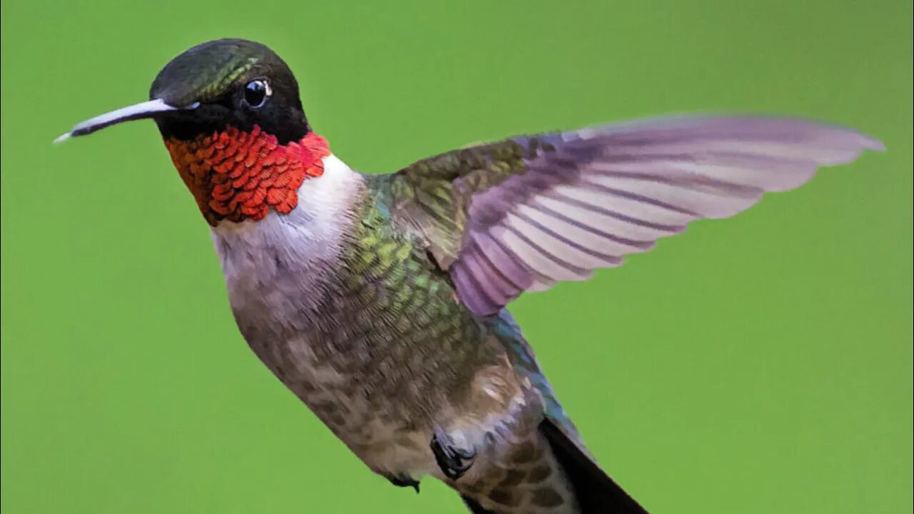 Slow Motion Hummingbird in Action!