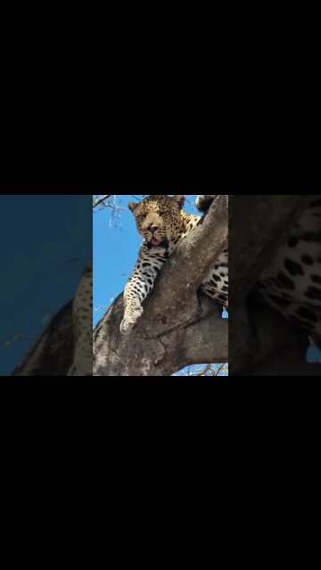 Maasai Mara Sightings Today 25/08/21 (Lions, Leopard, Cheetah, etc) | Zebra Plains | #shorts