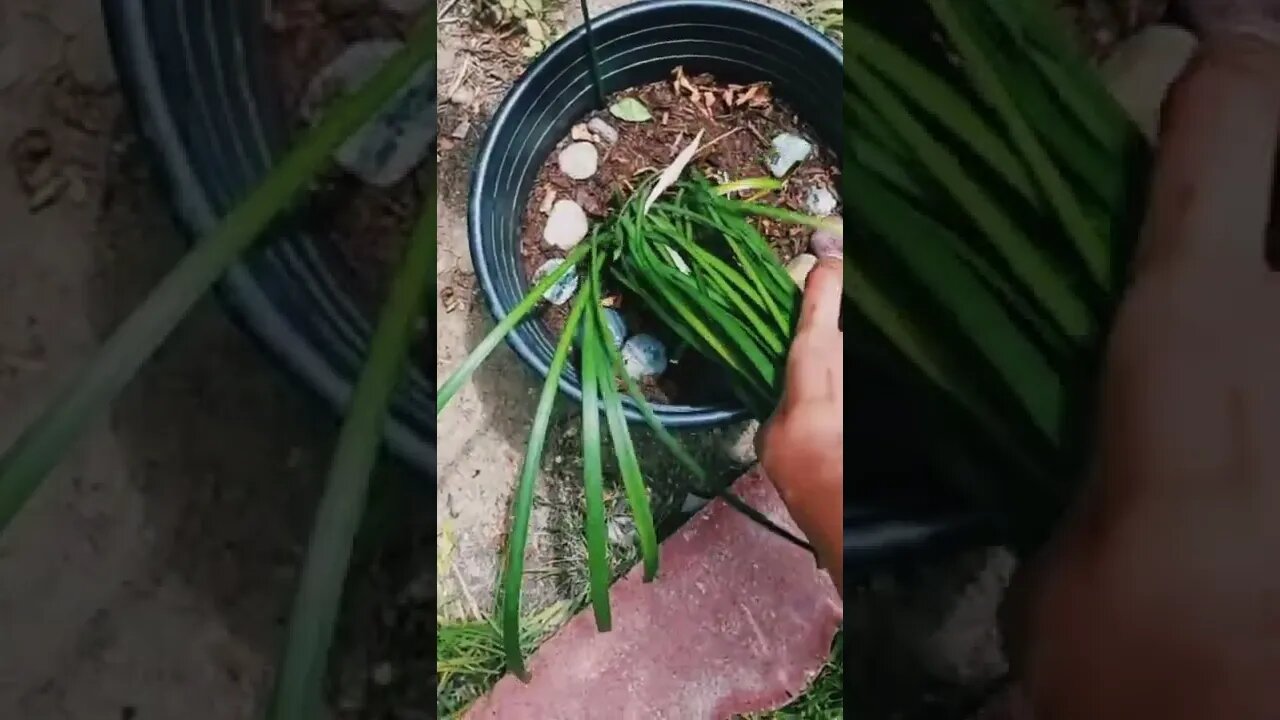 just for fun,reverse video #dwarflilyturf #garden #gift #yin