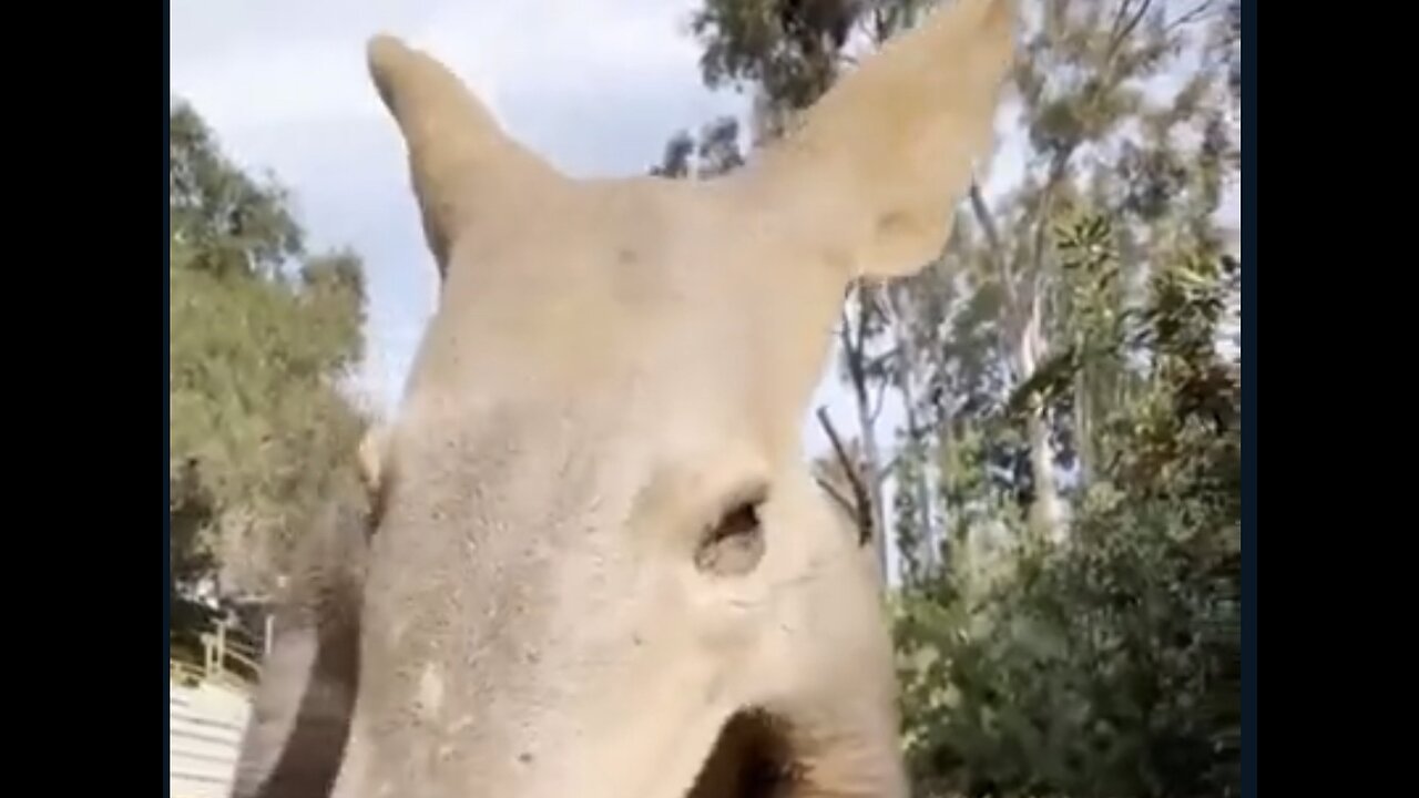 Can You Name This Animal?