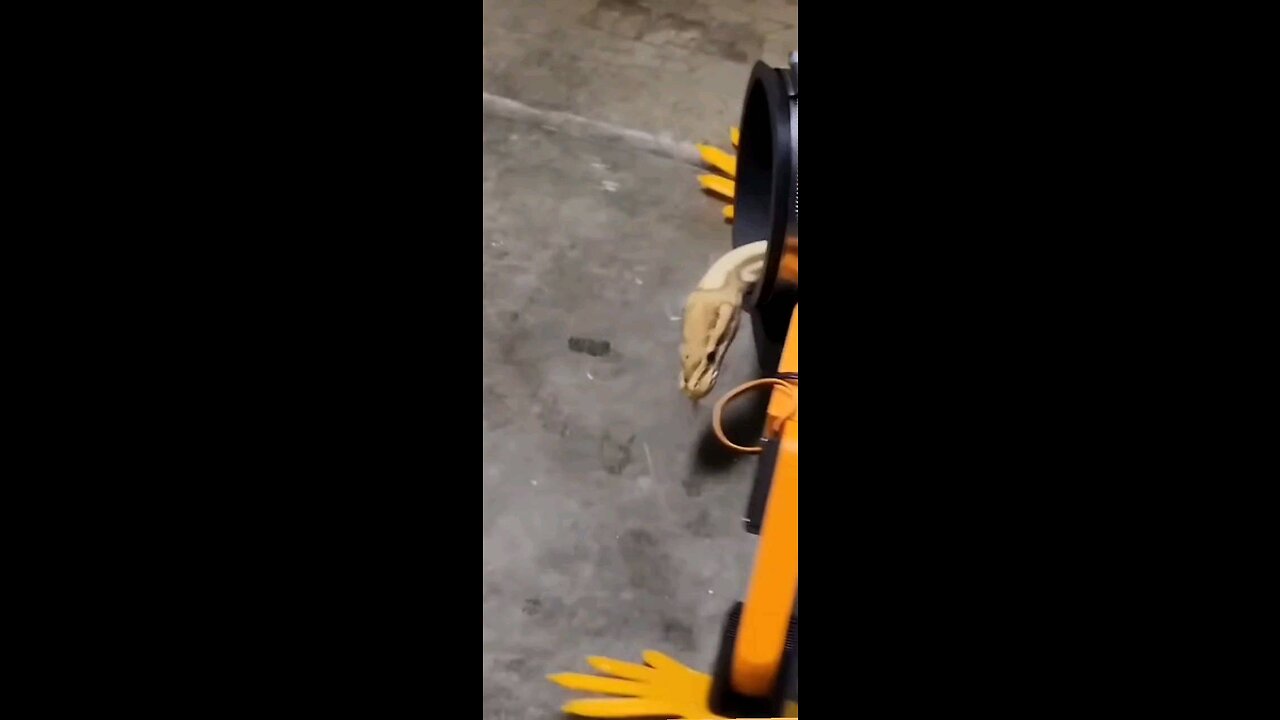 He Built Legs For A Snake