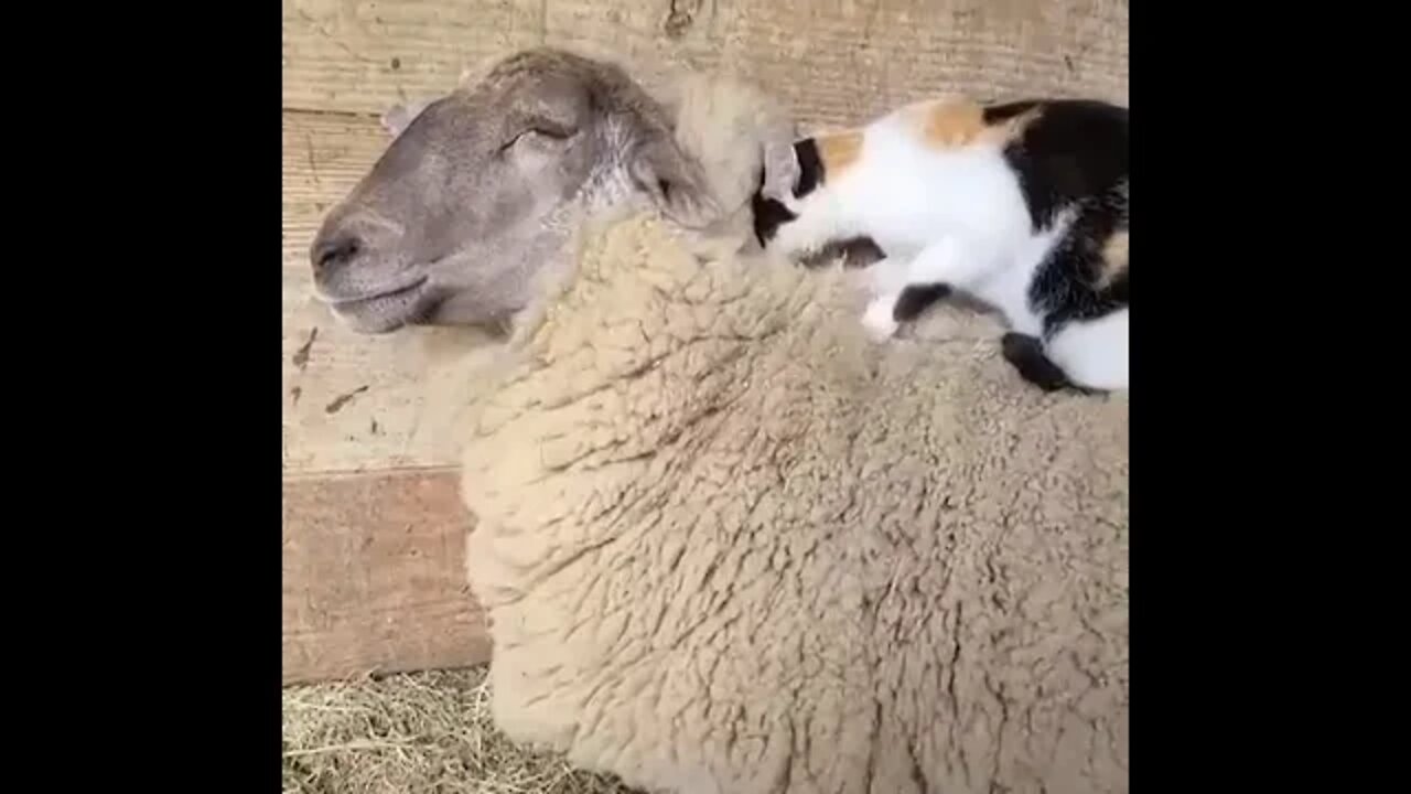 sheep and cat good friends