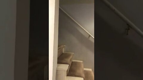 Dog Sneaks Downstairs to Eat Cat Food