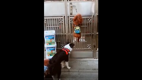 You will laugh at all the DOGS 🤣 Funny DOG Videos 😂🐶