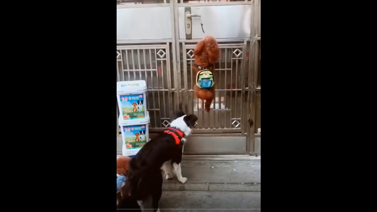 You will laugh at all the DOGS 🤣 Funny DOG Videos 😂🐶