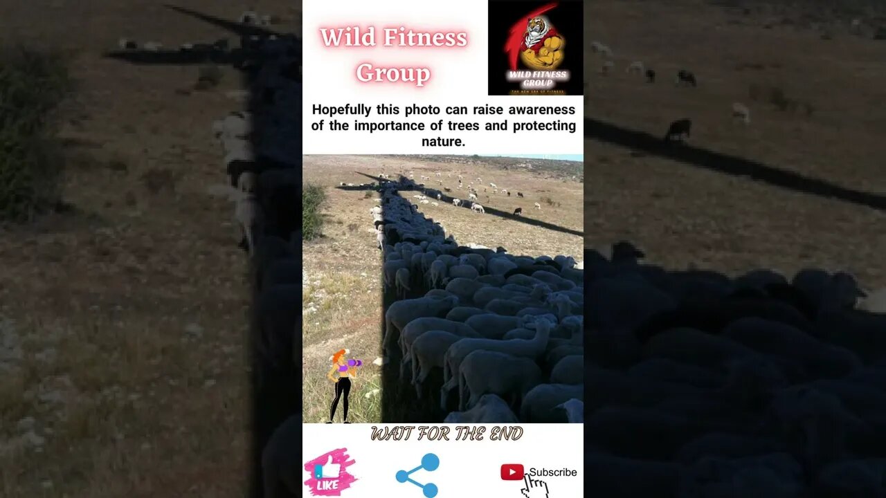 🔥Importance of trees🔥#shorts🔥#wildfitnessgroup🔥2 June 2022🔥