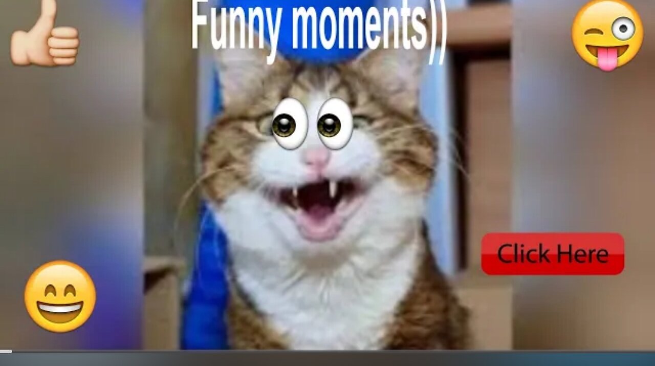 Funnyiest animal video indian