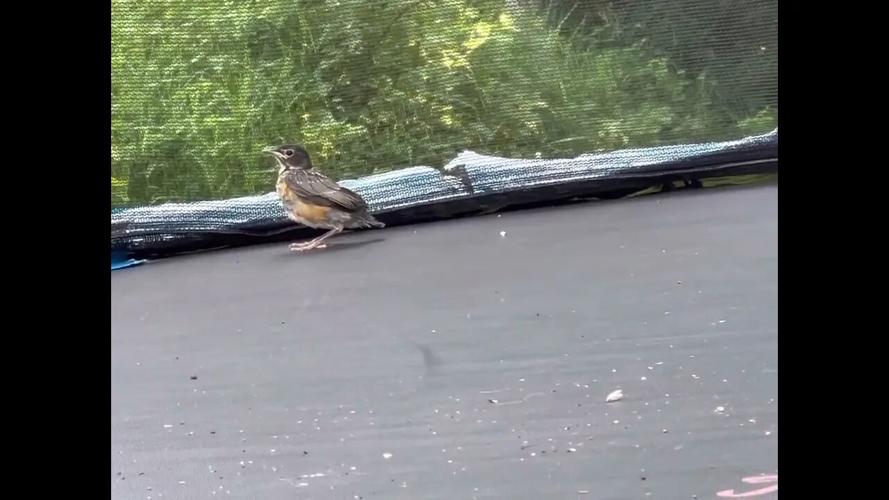 A bird got STUCK inside our trampoline net 😳 #shorts #animals