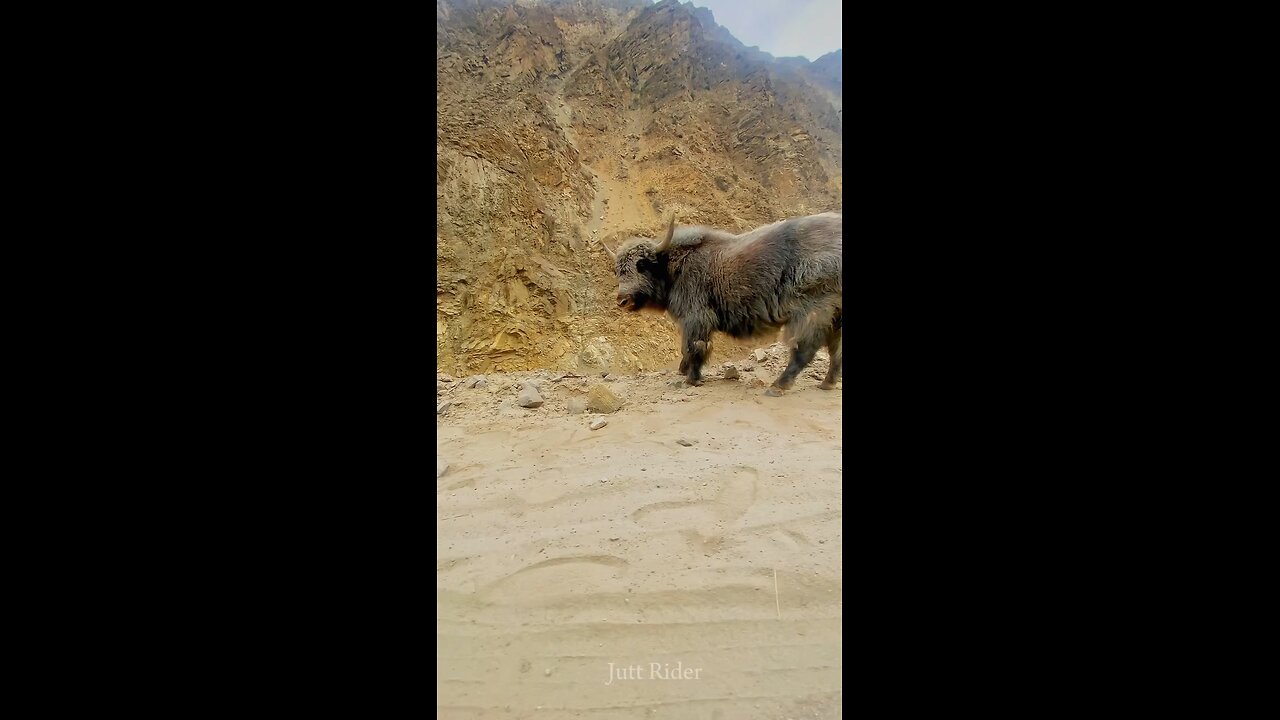 yak 🐂💩 Pakistan