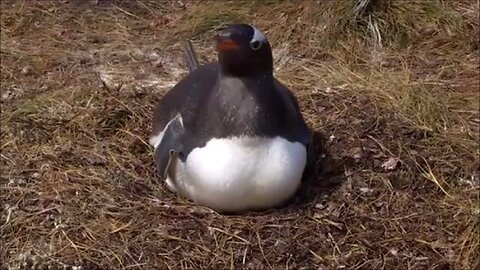 Penguin Chick Hatching