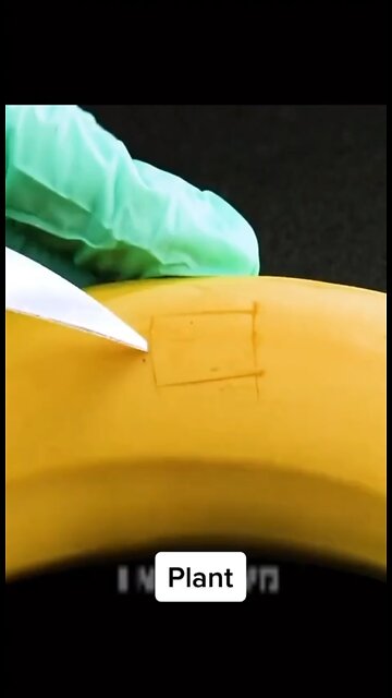 Life hack: Rooting plants see seeds growing your own food