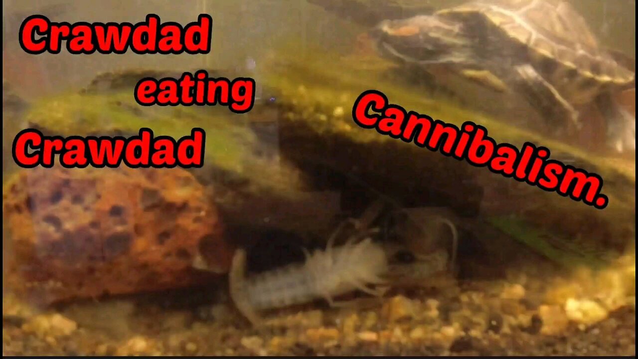 Crawdad Cannibalism.